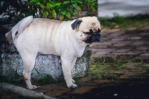 6 Common Types of Urinary Crystals in Dogs and Cats