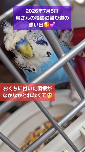 おくちの羽根が気に入らない😅#チョコ&あお #コガネメキシコインコ #老鳥 #羽衣セキセイインコ #片翼の天使 #鳥好きさんと繋がりたい #インコのいる暮らし #birds #shorts #鳥
