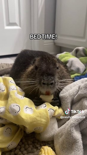 Nutria's Breakfast Deal: A Sleepy Pet Routine