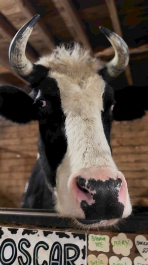 Oscar chewing his cud. What's the meaning of the phrase 'Chew the cud'? To 'chew the cud', in a literal sense, is for ruminant animals to masticate regurgitated food. In a metaphorical sense it is, for humans, to chat in an aimless manner. | Our Farmacy