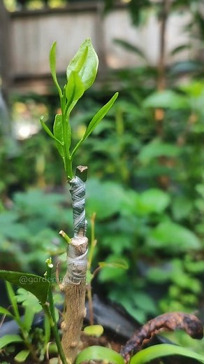 3.3K views · 24 reactions | Fruit tree grafting tips | GardeningFruit | Facebook