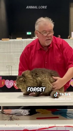 Discover the Enchanting Selkirk Rex Cat Breed