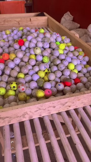 Diving for Golf Balls: Exciting Monkey Fans Moment