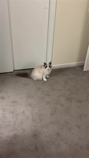 Teddy's Many Cat Moods