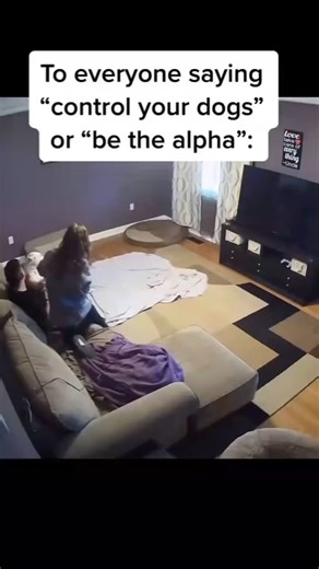 Dog Intelligence Training l Cute Dog | Dog Health Tips on Instagram: "💫 Follow & learn how to train your dog the FUN, positive way 🎉🐾 No yelling. No stress. Just proven methods that improve your dog’s behavior, focus, and intelligence 💡 🌟 Inside the training program: 🐕 Build strong obedience foundations 🎮 Train your dog using fun, engaging games 📅 Simple 6-week step-by-step plan 🌟 Positive reinforcement that truly works Create a calmer, happier bond with your dog ❤️ 👇 Start training th