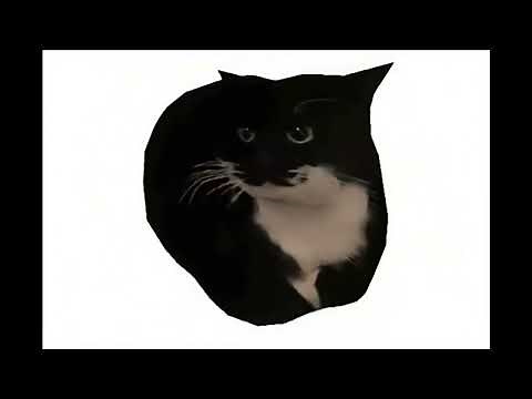 Maxwell The Cat Spinning (Remastered 4K 60fps)