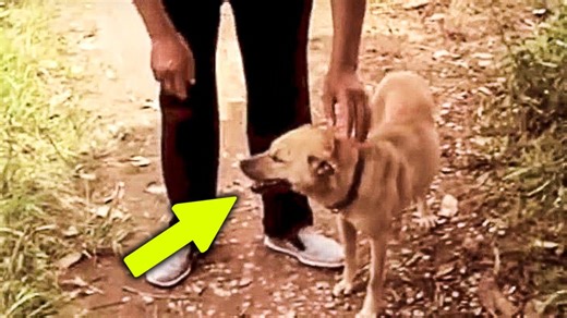 When A Dog Picked Up A Scent And Desperately Began Digging, What He Found Buried Alive Was Horrific