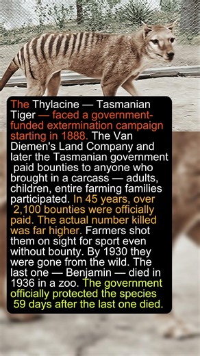 The Government Paid Children To Kill This Animal #nature