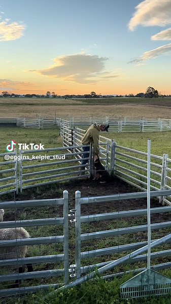 Eggins_Kelpie_Stud on TikTok