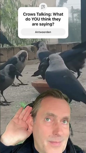 Crow Talk: What do YOU think these crows are saying? #birds #birdsounds #crowsounds
