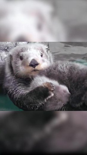#นาก#นากทะเล#สัตว์#สัตว์เลี้ยง#สัตว์น่ารัก #宠物#海獭#海洋馆#seaotter