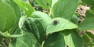 Wheat Pete's Word, Aug 19: Low falling number, nitrate poisoning risk, SDS, and green oat tillers