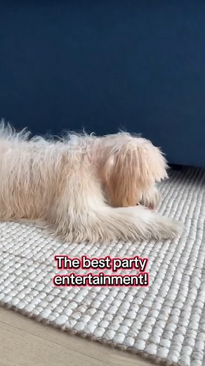  Endless giggles for everyone—yes, even the pups! This talking poop toy turns playtime into a hilarious, laugh-out-loud experience for kids, adults, and furry friends alike. 藍 Perfect for family fun, pranks, and silly moments that never get old!  | Istoltech-EW | Facebook