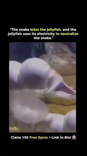 Fascinating Animal Curiosity 🐾The octopus is among the most intelligent and surprising animals