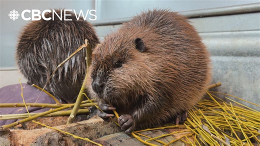 This B.C. group imitates beavers to restore wetlands after devastating wildfire