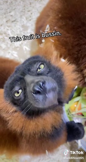 Red Ruffed Lemurs: The Frugivorous Diet Explained