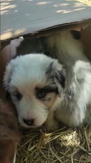 Australian Shepherd puppies blue merle