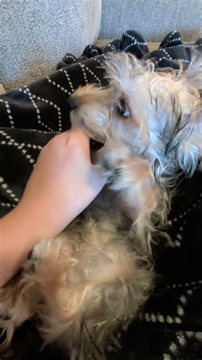 what is Little man doing