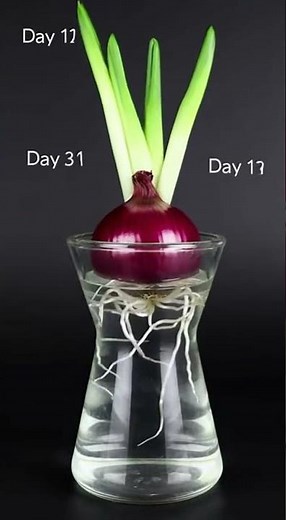 Onion Growing Time Lapse 🌱 | 17 Days in 12 Seconds 😱 | Satisfying Plant Growth
