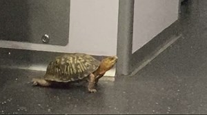 Turtle spotted riding Blue Line Metro train