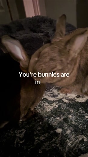 Rabbit bonding🐰🐰 #bunnies #petsoftiktok #fyp #bunnymom