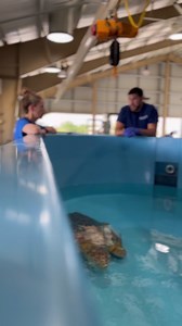 Turtle Update! The loggerhead we received last week has made tremendous improvements! Bloodwork confirmed this turtle was stranded from the effects of red tide. This condition induces neurological dysfunction that resolves as the turtle detoxes in a clean environment. Red/Black, as she is currently known as, is swiftly becoming stronger and more independent every day! All sea turtle rehabilitation work conducted by The Florida Aquarium is done with the approval of the Florida Fish and Wildlife C