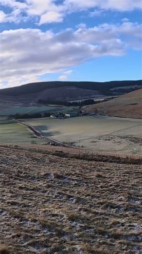 Harris Hawk catches Rabbit! Full vid on channel! #falconry #birds #harrishawk