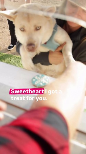 Café Canino: Ayudando a Perros con Cada Taza de Café