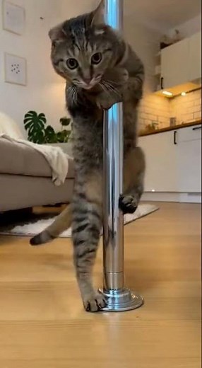 Cat Spins on Pole Like a Pro | Too Funny!