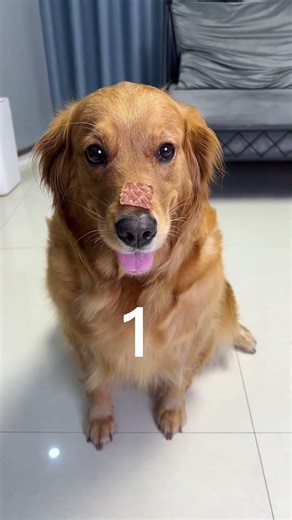 Dog: Not worth keeping! #Cute Pets Come to Life @Douyin Assistant #Douyin Animal Encyclopedia