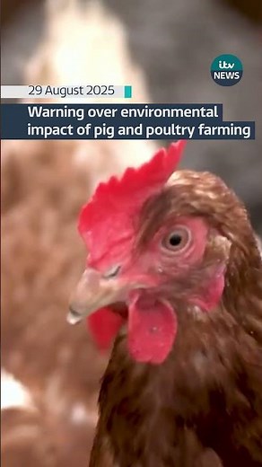 Report reveals ‘true scale’ of environmental impact of pig and poultry farming #itvnews #farming