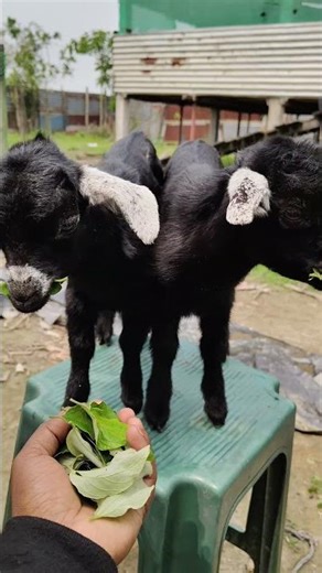 Two goats little baby 🍼😘#shorts