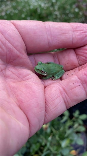 Green tree frog #frog #froglets #tadpole #ponds #roses #amphibians #gardening #wildlife #fun #cute