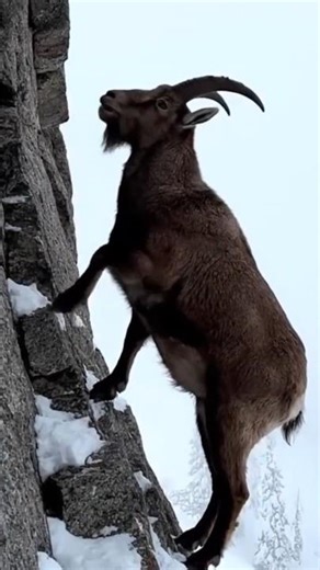 This Animal Climbs Better Than Any Human! Dare to Watch Till the End? #MountainGoat #ExtremeClimb