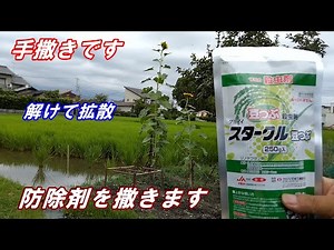 防除剤 手で撒く！。無線防除ヘリは入ってこない所。年々撒きやすいタイプが出てるようです。スタークル豆つぶ。