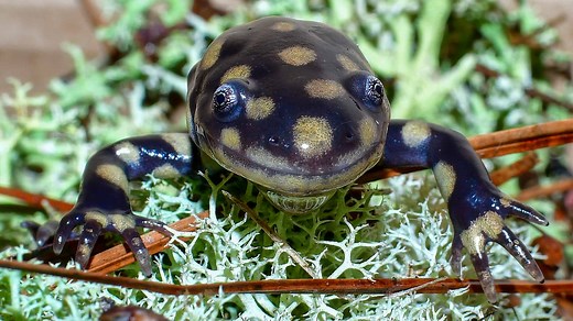 Discover the Official State Animals of Illinois