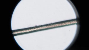 Single Human Hair Under a Microscope Magnification Stock Video - Video of science, structure: 292383165
