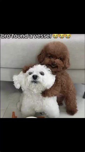 Merry Christmas Celebrations with Cute Dogs