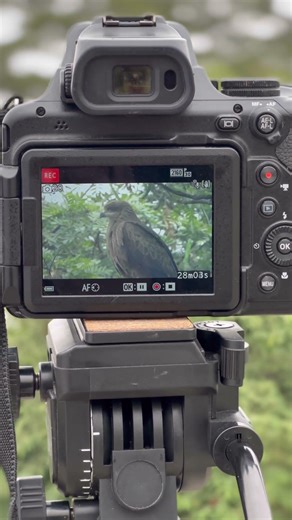 গাছের ছায়ায় বসে অপেক্ষা করছে চিল পাখি। nikon coolpix p1000 Zoom test. #documentary #nikon