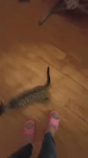 Cute Cat Meowing & Crying - Adorable Kitten Sounds | Funny Animal Shorts
