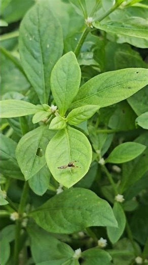Small Jumping Spider Close-Up 🕷️ | Nature’s Tiny Acrobat