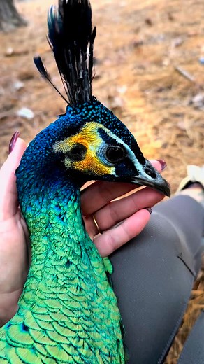 A magical moment with our Java Green Peacock boy, Knees 🪄✨ JavaGreenPeafowl #PavoMuticus #MuticusMuticus #PeacocksOfInstagram #EndangeredBirds #EndangeredSpecies #HotOffTheNest #birdsofinstagram #birdsofinsta | Hot Off The Nest