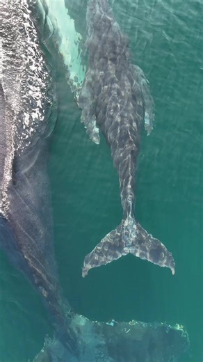 #vidamarina #datoscuriosos #planeta #planet #ballena