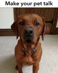 1.5K views · 1.1K reactions | Try it with your own photos! | My Talking Pet | Facebook