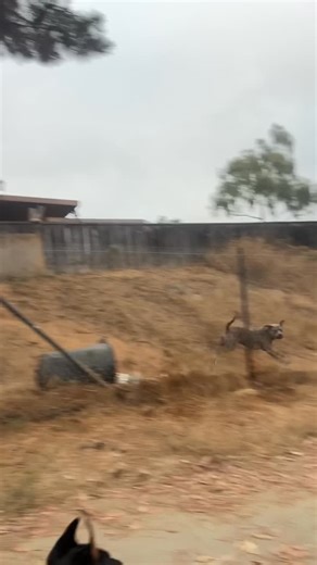 Joel Beckman on Instagram: "There are many ways to protect you and your dog out in public, each has pros and cons. Pepper spray is widely available, legal in most areas and works quite well."