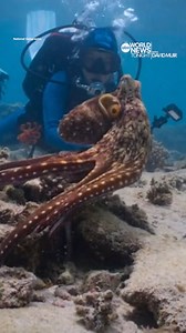National Geographic's new docuseries 'Secrets of the Octopus,' explores the creative ways the ancient underwater sea creatures survive and how they communicate with each other and other species – including humans. David Muir reports. https://abcn.ws/2XvP3JQ | ABC World News Tonight with David Muir