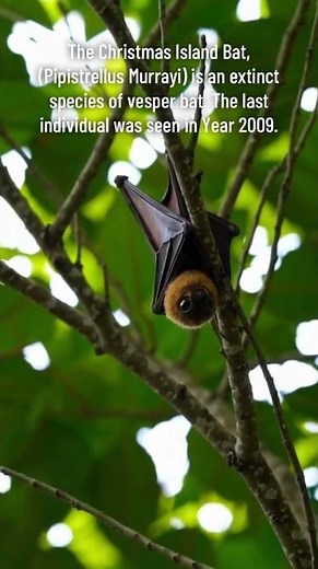 Christmas Island Pipistrelle Bat - Extinct Species #mammal