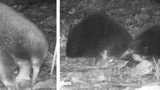 Rare egg-laying mammal found after 62 years in Indonesian rainforest