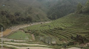 Lush green rice terraces in Sa Pa, Vietnam, in a misty valley create a serene landscape view