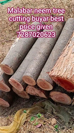 Malabar neem tree cutting buyar best price given 7287020623